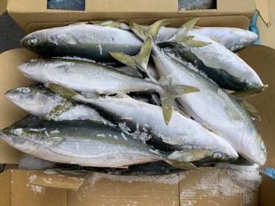 Mua Cá cam Nhật Bản giá sỉ ở đâu tại TP.HCM