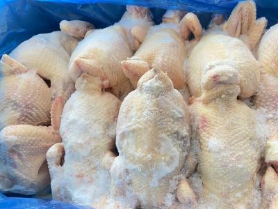 Mua Gà dai Hanryeo giá sỉ tại công ty Vifoods