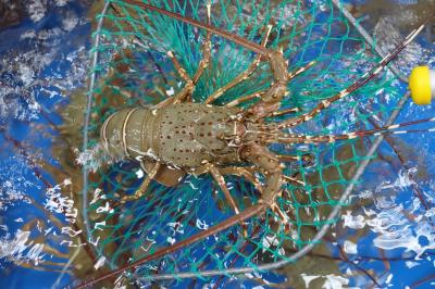 Tôm Hùm Tre Tươi Sống Giá Sỉ Tại TP.HCM – VIFOOD Giao Hàng Tận Nơi