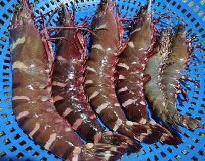 Tôm sú là gì? Giá bao nhiêu? Các loại tôm sú, gợi ý món ăn và cách chế biến