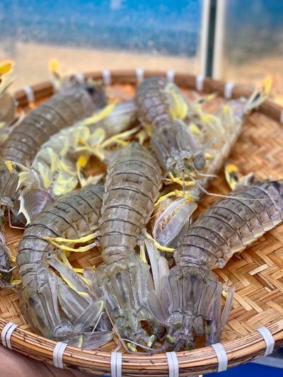 Tôm Tít (bề bề) là con gì ? ăn có ngon không và nấu món gì ngon ?