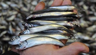 Top các món ngon từ cá trứng Nauy cho nhà hàng tại Bình Dương 