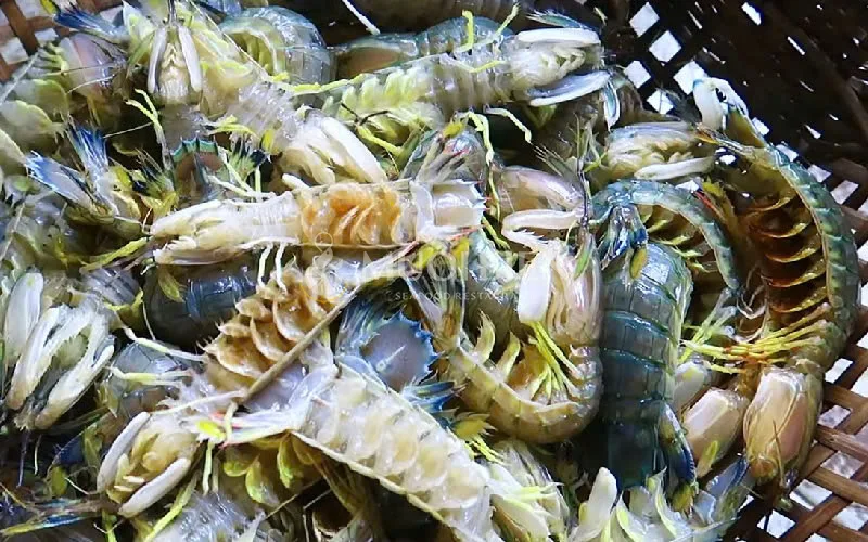 Tôm tít và bề bề có giống nhau không? Món ngon từ tôm tít