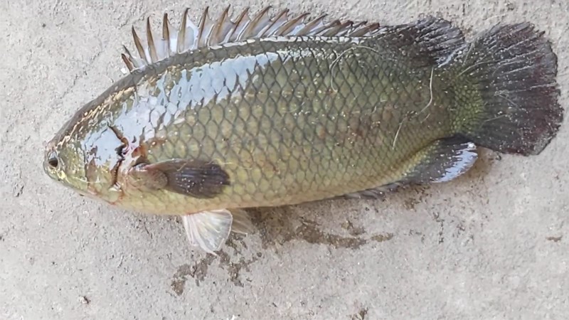 Cá rô là cá gì? Cá rô bao nhiêu 1kg, phân biệt cá rô đồng với cá rô nuôi