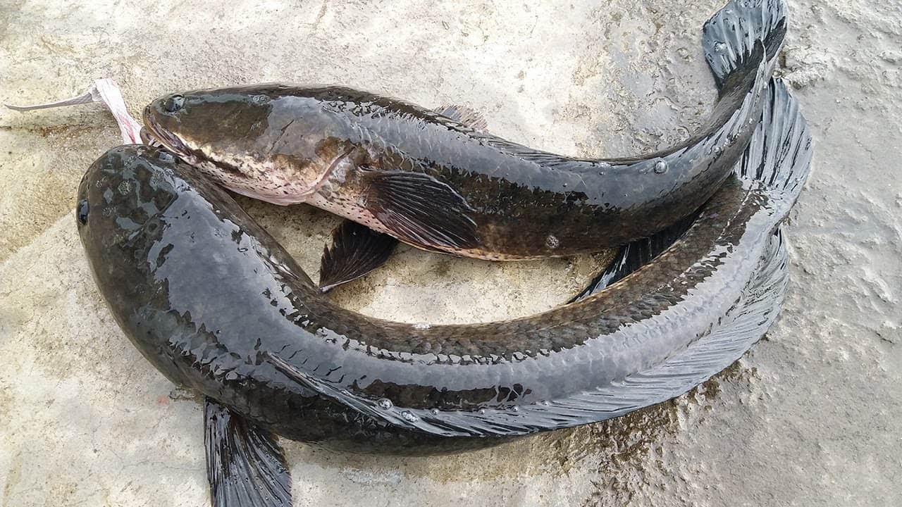 Cá lóc bao nhiêu 1kg? Mua cá lóc giá sỉ tại đâu ở TP.HCM?