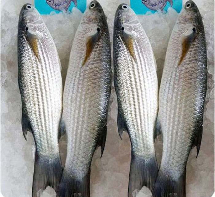 CÁ ĐỐI | Mua Hàng Trực Tuyến Uy Tín tại kiotfood.vn
