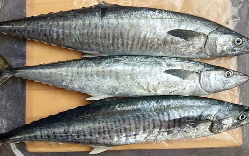 Cá thu nguyên con